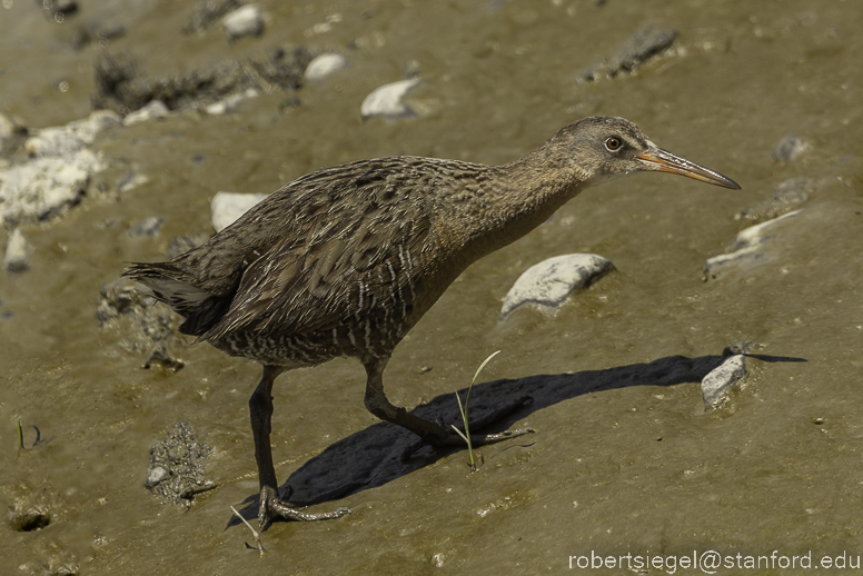 palo alto baylands 2023